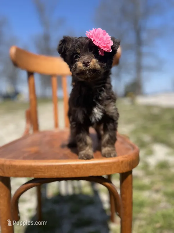 Winnie 0540 – Miniature Aussiedoodle puppy for sale in Cabool, MO
