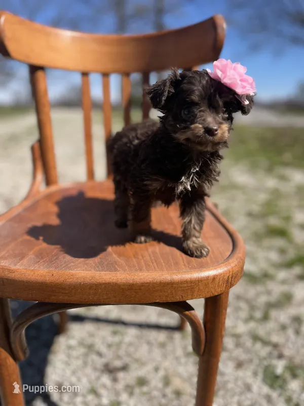 Winnie 0540 – Miniature Aussiedoodle puppy for sale in Cabool, MO