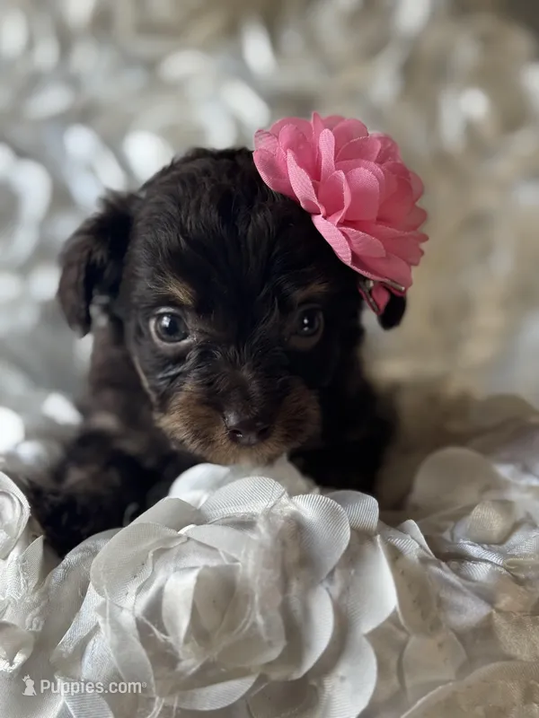 Winnie 0540 – Miniature Aussiedoodle puppy for sale in Cabool, MO