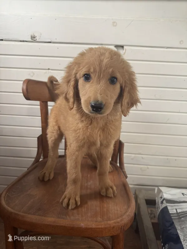 Bailey 0212 – Goldendoodle puppy for sale in Cabool, MO