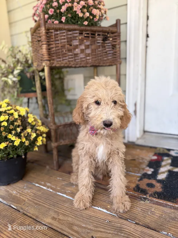 Dexter 8633 – Miniature Goldendoodle puppy for sale in Cabool, MO