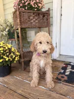 Dexter 8633, a male Miniature Goldendoodle for sale in Cabool, MO – 1 of 3