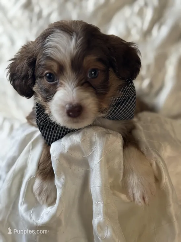 Wilson 0997 – Miniature Aussiedoodle puppy for sale in Cabool, MO