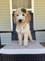 Luna 0779, a female Goldendoodle for sale in Cabool, MO – 2 of 2
