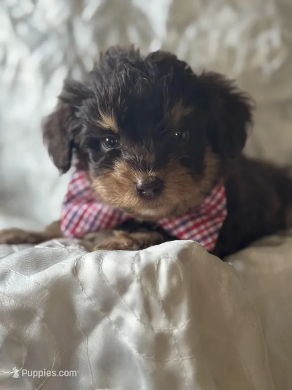Willie 1089 – Miniature Aussiedoodle puppy for sale in Cabool, MO