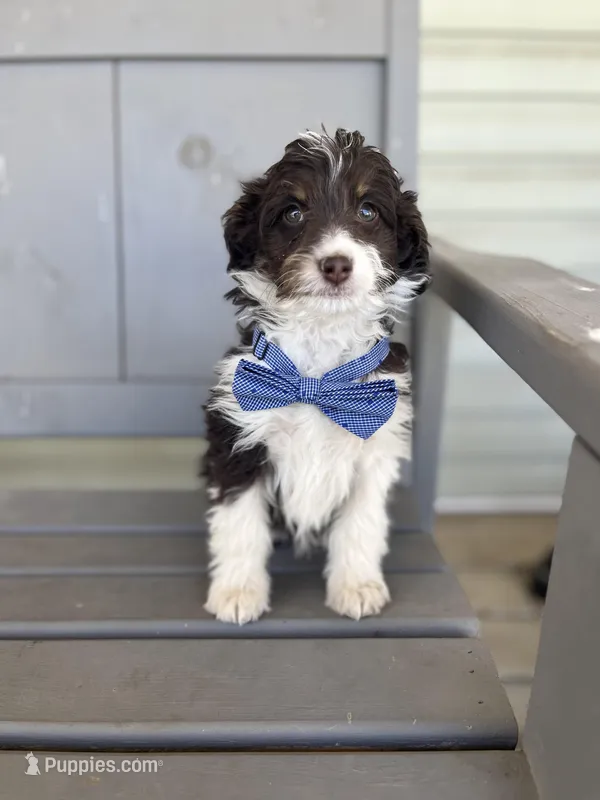 Waylon – Miniature Aussiedoodle puppy for sale in Cabool, MO