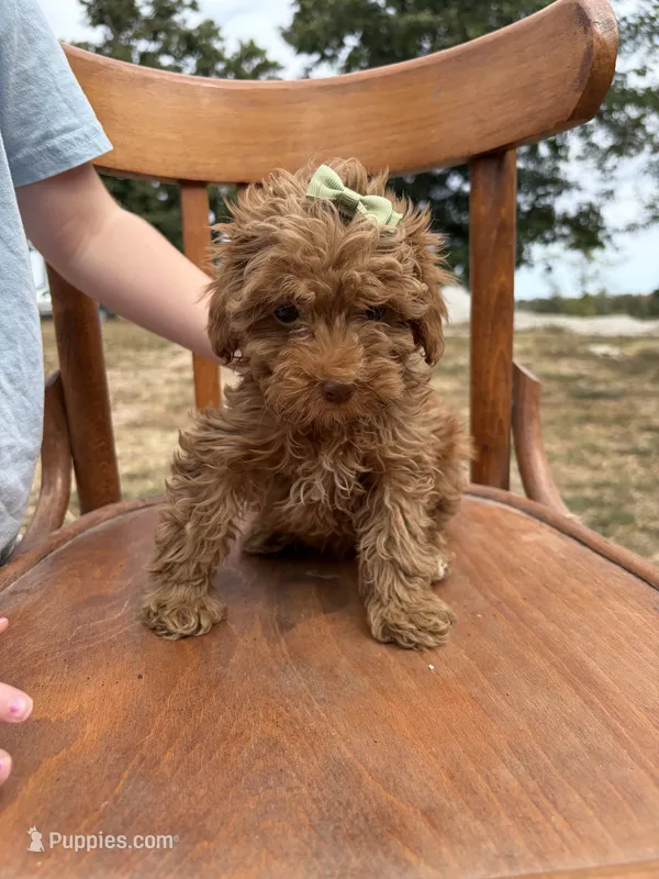 Shelby 0570 – Cavapoo puppy for sale in Cabool, MO