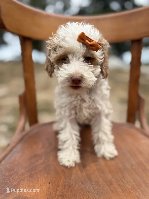 Sassy 0172 – Cavapoo puppy for sale in Cabool, MO