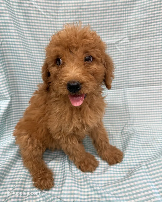 Parker  – Goldendoodle puppy for sale in Cabool, MO