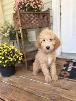 Dexter 8633, a male Miniature Goldendoodle for sale in Cabool, MO – 3 of 3