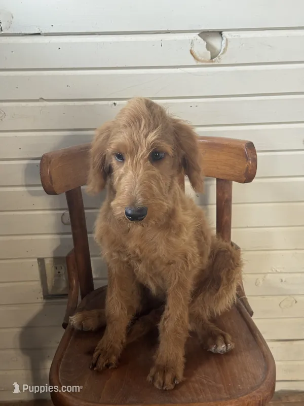 Ashlinn – Goldendoodle puppy for sale in Cabool, MO