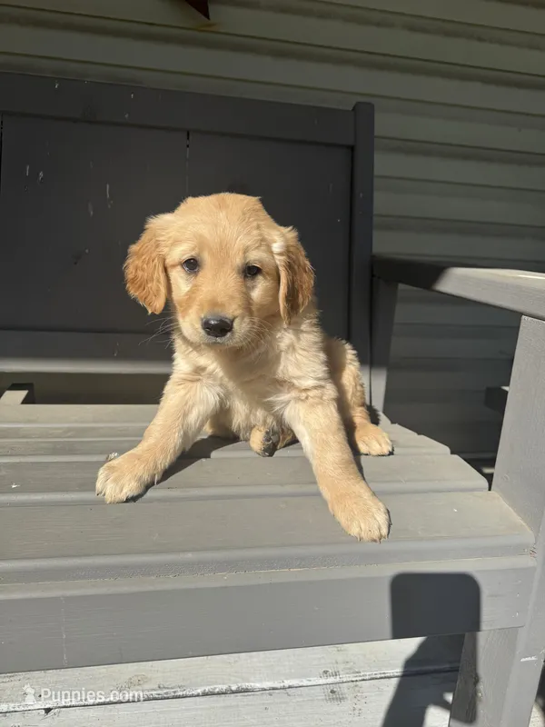 Suzie 5727 – Golden Retriever puppy for sale in Cabool, MO