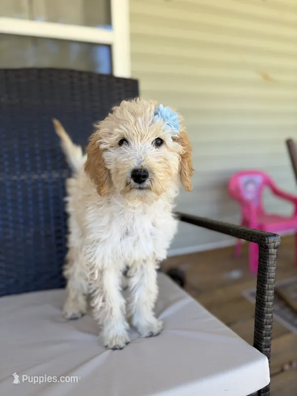 Leslie 0377 – Goldendoodle puppy for sale in Cabool, MO