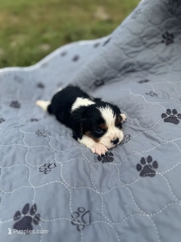 Rascal 5881 – Cavalier King Charles Spaniel puppy for sale in Cabool, MO