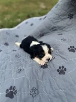 Rascal 5881, a male Cavalier King Charles Spaniel for sale in Cabool, MO – 1 of 1