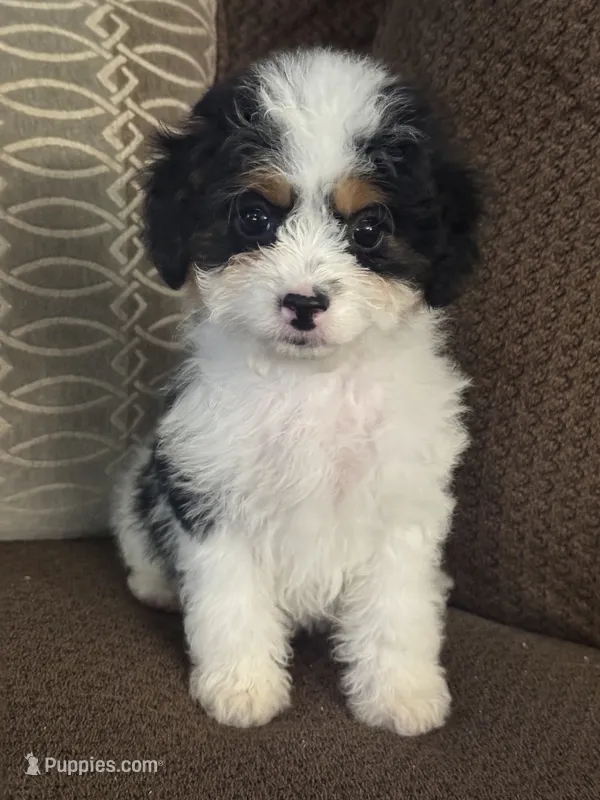 Tasha – Cavapoo puppy for sale in Cabool, MO