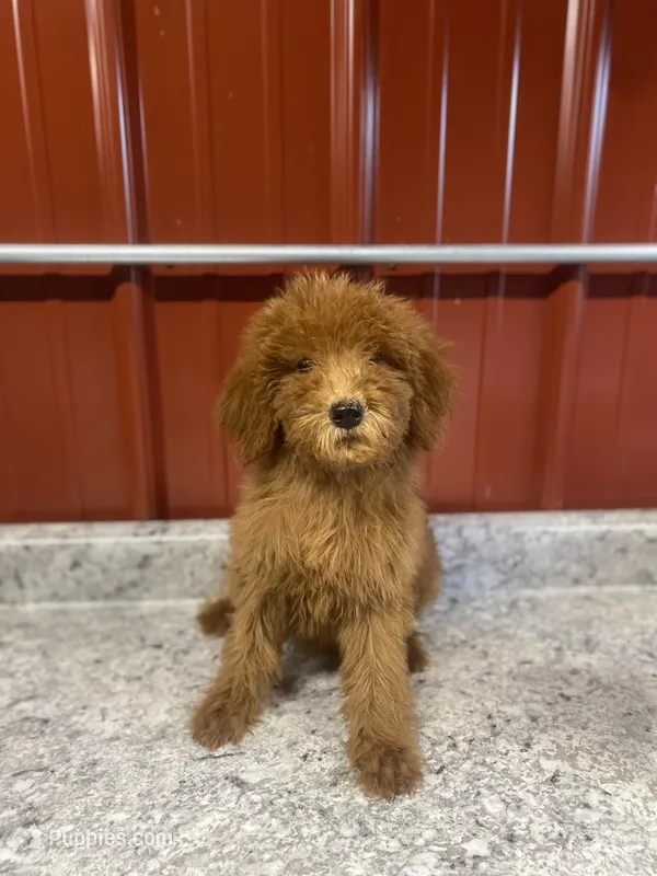 Polly 1510 – Goldendoodle puppy for sale in Cabool, MO