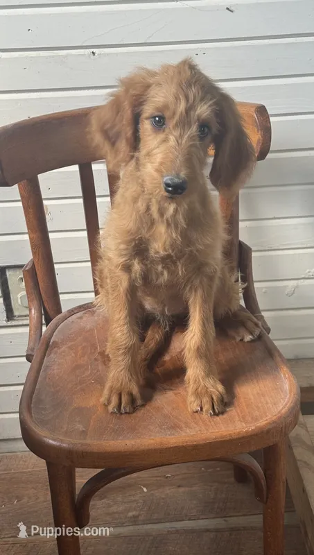 Ashlinn 6187 – Goldendoodle puppy for sale in Cabool, MO