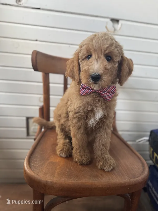 Dexter 8313 – Miniature Goldendoodle puppy for sale in Cabool, MO