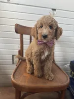 Dexter 8313, a male Miniature Goldendoodle for sale in Cabool, MO – 1 of 1