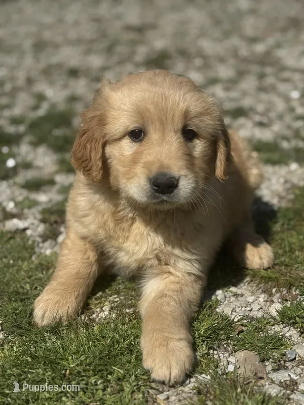 Baxter – Golden Retriever puppy for sale in Cabool, MO