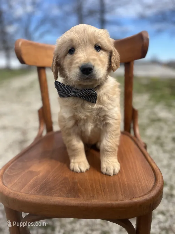 Baxter – Golden Retriever puppy for sale in Cabool, MO
