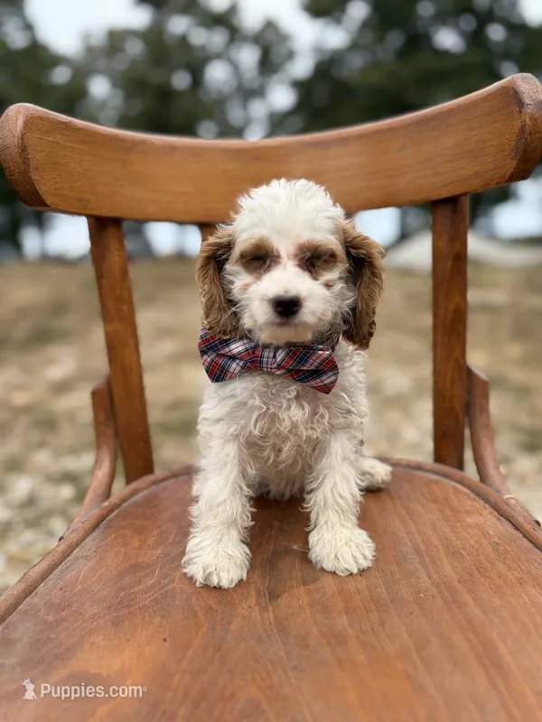Scotty 3900 – Cavapoo puppy for sale in Cabool, MO