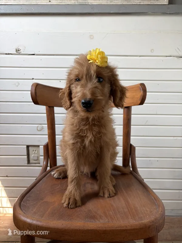 Ashlinn 6187 – Goldendoodle puppy for sale in Cabool, MO