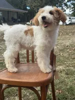 Duke 1574, a male Miniature Goldendoodle for sale in Cabool, MO – 5 of 5
