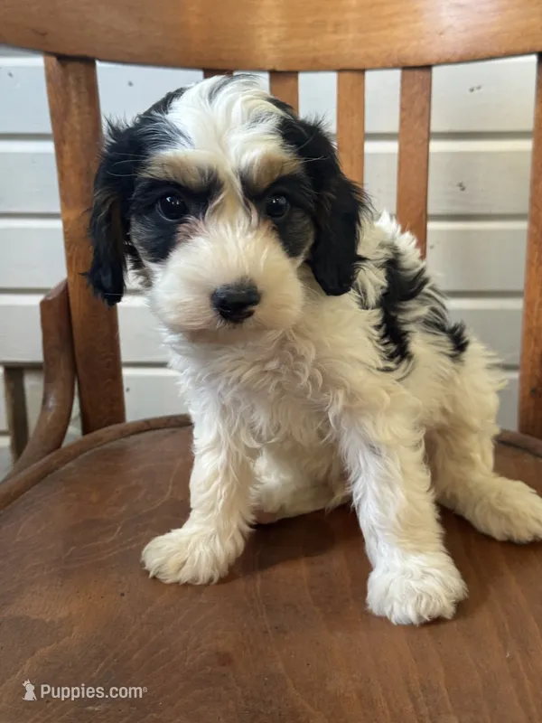 Timon – Cavapoo puppy for sale in Cabool, MO