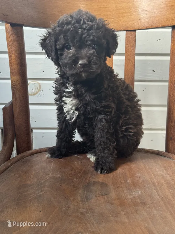 Haven 5887 – Miniature Aussiedoodle puppy for sale in Cabool, MO