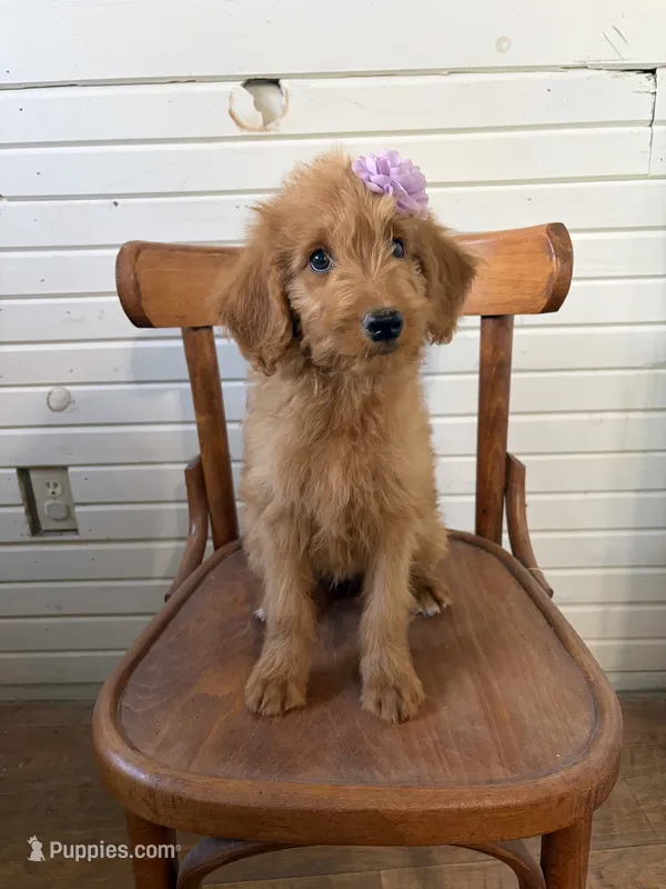 Ashlinn 6187 – Goldendoodle puppy for sale in Cabool, MO