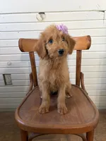 Ashlinn 6187, a female Goldendoodle for sale in Cabool, MO – 3 of 7