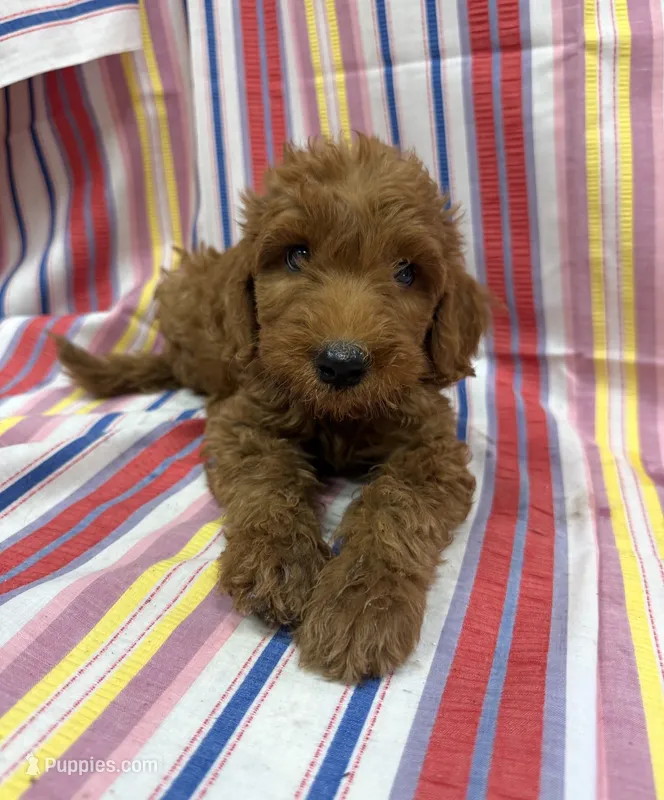 Perry 9012 – Goldendoodle puppy for sale in Cabool, MO