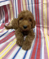 Perry 9012, a male Goldendoodle for sale in Cabool, MO – 1 of 1
