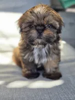 Sally, a female Shih Tzu for sale in Jenks, OK – 2 of 3