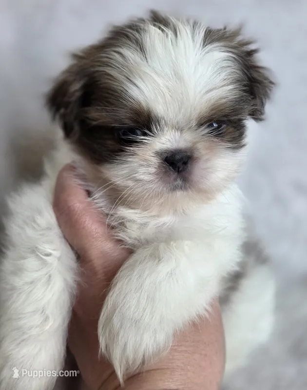 Mater – Shih Tzu puppy for sale in Jenks, OK