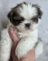 Mater, a male Shih Tzu for sale in Jenks, OK – 1 of 3
