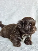 Reese (AKC), a male Shih Tzu for sale in Tulsa, OK – 3 of 4