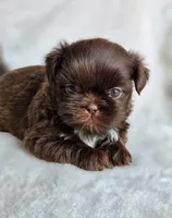 Reese (AKC), a male Shih Tzu for sale in Tulsa, OK – 2 of 4