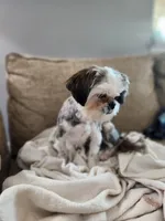 Bella, a female Shih Tzu for sale in Jenks, OK – 3 of 3