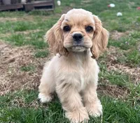 AKC Champion Lines, a male Cocker Spaniel for sale in Tulsa, OK – Photo 7 of 7