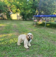 AKC Champion Lines, a male Cocker Spaniel for sale in Tulsa, OK – Photo 6 of 7