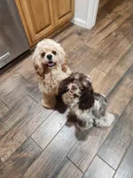AKC Champion Lines, a male Cocker Spaniel for sale in Tulsa, OK – Photo 5 of 7