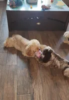 AKC Champion Lines, a male Cocker Spaniel for sale in Tulsa, OK – Photo 4 of 7