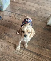 AKC Champion Lines, a male Cocker Spaniel for sale in Tulsa, OK – Photo 1 of 7