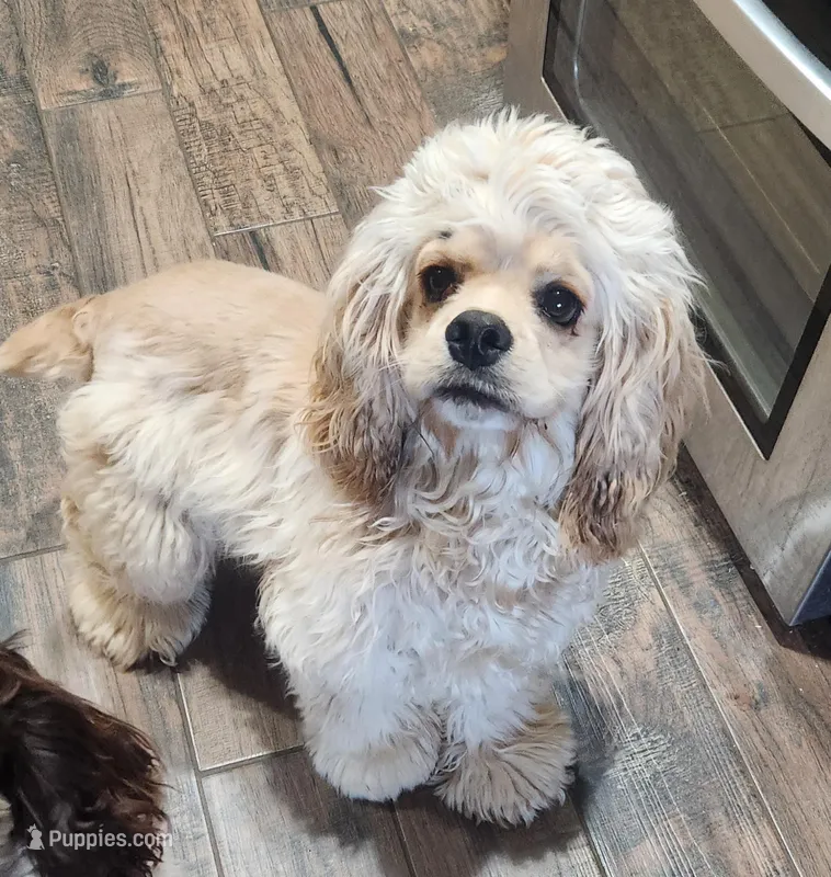 AKC Champion Lines – Cocker Spaniel puppy for sale in Tulsa, OK