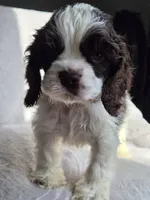 Yellow (AKC), a male Cocker Spaniel for sale in Tulsa, OK – 4 of 5