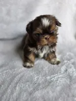 Twix (AKC), a female Shih Tzu for sale in Tulsa, OK – 4 of 5