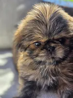 Cruz, a female Shih Tzu for sale in Jenks, OK – 4 of 5
